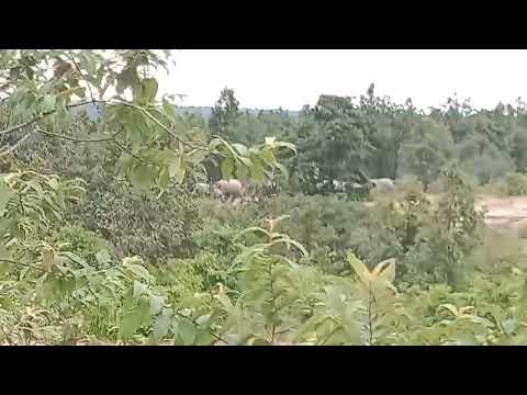 jangli janvar hathiyoka ghund dullapur jangl me