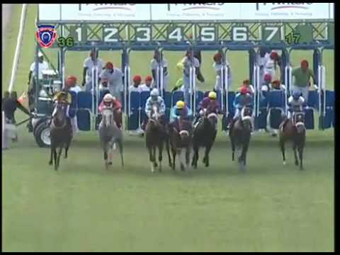 Scotsnog lerena rousset