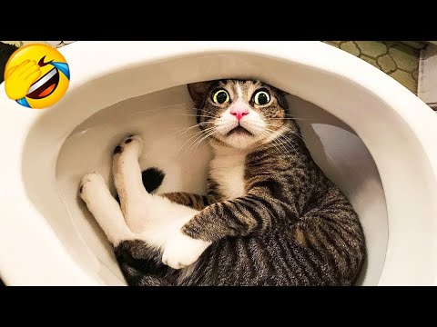 You Laugh You Lose 😅 Best Funny Cats and Dogs Videos 😹🐶