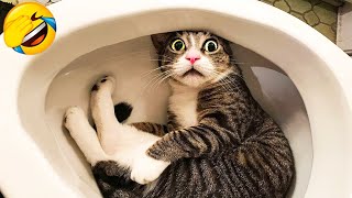 You Laugh You Lose 😅 Best Funny Cats and Dogs Videos 😹🐶