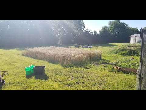 Backyard Hard Red Winter Wheat Harvest