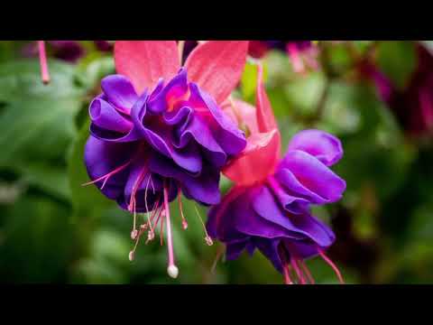 Opwekking 670 OP Hem rust mijn geloof 1B