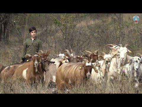 TV serijal “Riznice Srbije” - Balkanska koza (epizoda 6)