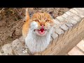 Hungry Homeless Orange Cat Meowing Loudly Orangecats Catmeow TheLandofCats