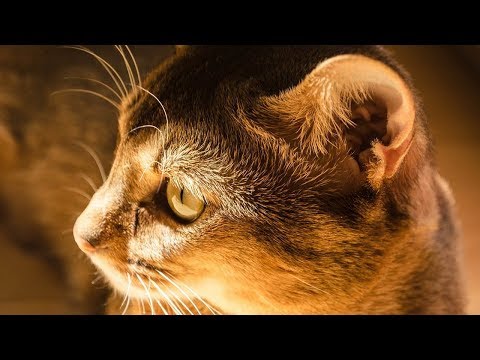 How to Care for Abyssinian Cats - Grooming Your Cat