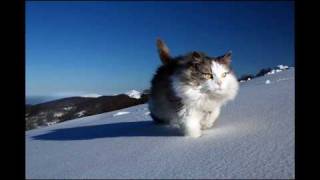 Tracey Thorn - Why Does The Wind ( Andre Lodemann Dub )