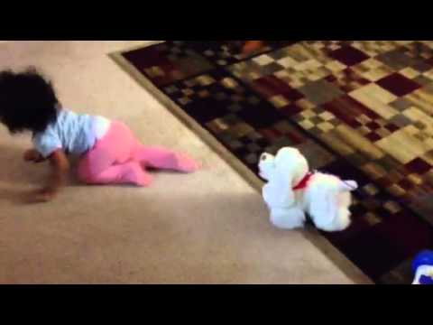 Toy dog chasing Saisha :)