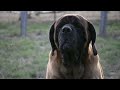 Mastiff - 1.2 Mastiff- A Gammonwood Tale- Part One