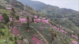 美人谷櫻花季