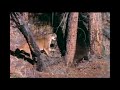 Mountain Lion Vs Black Bear Fight