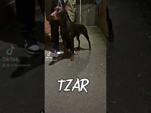 17 month Doberman mobkennelz #doberman