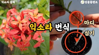 익소라 번식 방법! 삽목으로 가능해요!! #엉클플랜트 #식물키우기 #공기정화식물