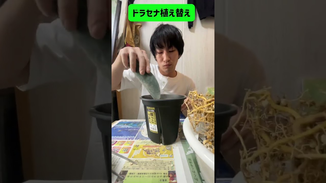 【安部プラント22】～チャッピーに聞いたらドラセナ植え替え～