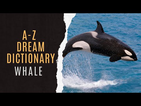 Dreaming About Whale | Whale Dream Symbolism | Whale Dream | Whale Dreams Explained