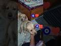 Munna Bada Pyara Jacki Mill Shorts  Youtubeshorts  Labrador  Dog  Cute  Viralshort  Song