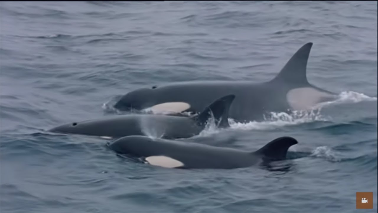 Les orques de Crozet : David et les Goliaths - Documentaire animalier