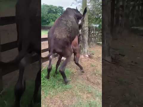 sacando mulos #horse #cavalo #naturaleza #guzerat criadero san Rafael chinu cordoba