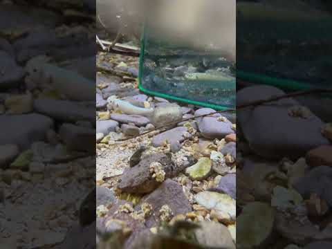 Anteprima video