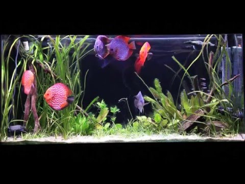 How to Set Up a Discus Aquarium (Filtration, Water Chemistry, and More)