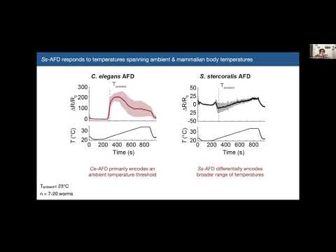 Talk: Neural mechanisms underlying temperature-driven host seeking by a skin-penetrating human-para…