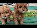 Cavapoo dogs for sale: Jill - Video 1