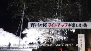 preview picture of video 'Illuminated Cherry Blossom 2014 (Chofu, Tokyo) / 一夜限りのライトアップ夜桜 (調布市佐須町 野川)'