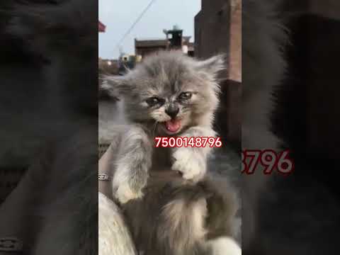 cat available in dehradun Roorkee haridwar Rishikesh Uttarakhand pet shop
