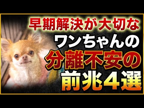 犬の不安を軽減するにはどうすればよいでしょうか?