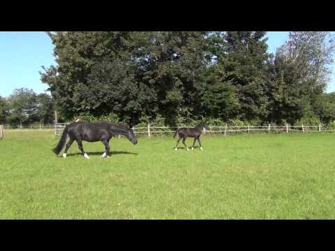 Rapphengstfohlen von Don Nobless