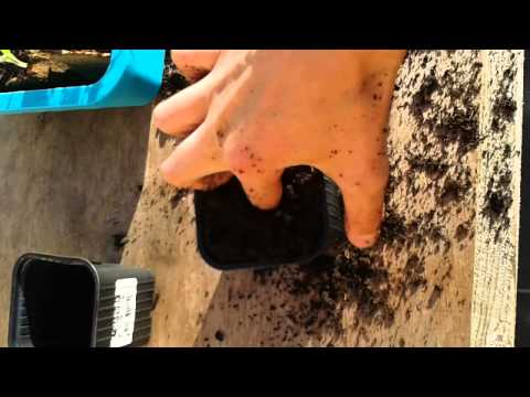 #17 slaapmuts bloemen verpoten