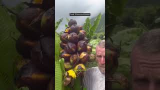Download lagu Not a Coconut, This Is a Unique Banana From the Pacific Islands That Grows Upward mp3