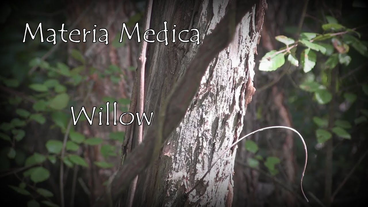 Materia Medica Willow Bark Decoction 17 - YouTube
