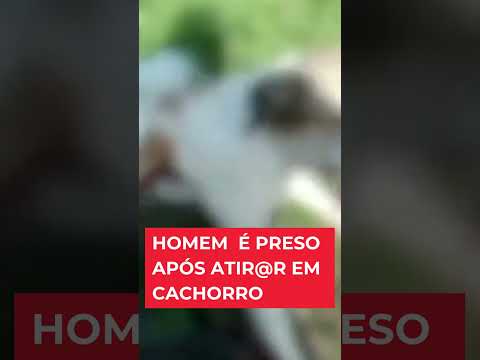 Homem é preso após atir@r em cachorro no interior do RN
