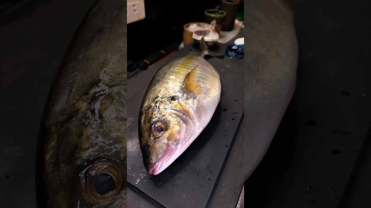 Striped jack sushi #sushi #japanese #cooking