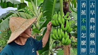 Re: [新聞] 整串香蕉「電土+水」放冷藏櫃催熟　台中