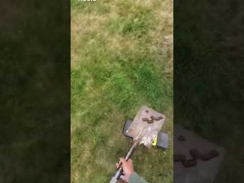 Returning the neighbors dog poop. 😂 #dogs