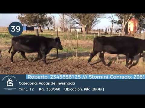 Lote Vc Inv - Pila Bs As