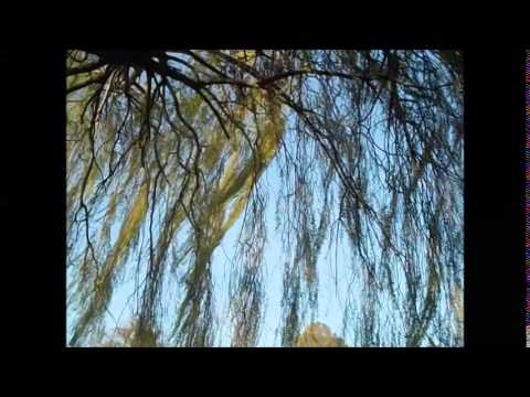 frank kimbrough + joe locke-  the willow