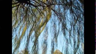 frank kimbrough + joe locke-  the willow