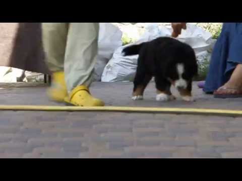 Marathon on Mars Alexberns 7 weeks