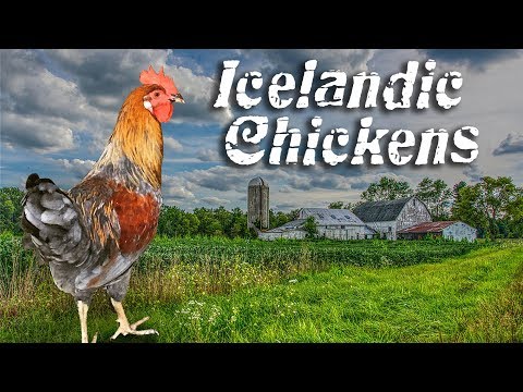Icelandic Chickens Video