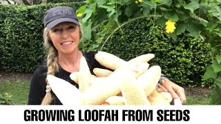 Growing Loofah (Luffa)Sponge; Urban Farming how to grow luffa