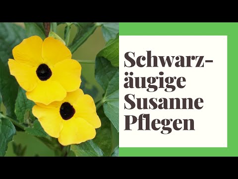 , title : 'Schwarzäugige Susanne Pflegen - So geht's'