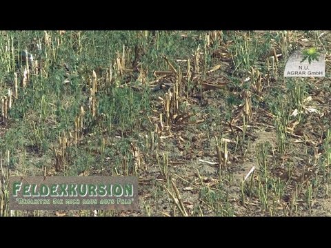 51. Feldexkursion: Mais häckseln, Bodenbearbeitung nach Maisernte - NU Agrar, 21.09.2016