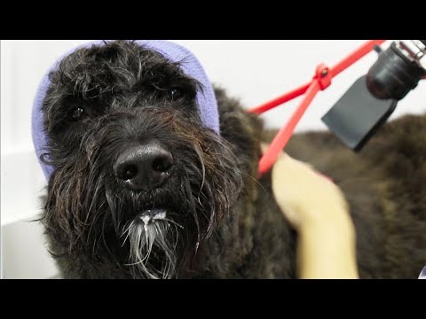A huge beard and massive noggin | Bouvier des Flandres