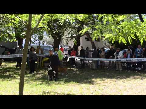 spareggio cac speciale telese 2014