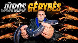 Catching prawns with crab pots | Fishing from pier #prawnfishing #shrimpfishing #fishingireland