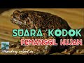 SUARA KODOK PEMANGGIL HUJAN BIKIN RELAXS BIKIN CEPAT TIDUR Senandung Relaxtion