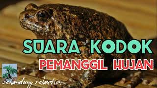 Download lagu SUARA KODOK PEMANGGIL HUJAN BIKIN RELAXS, BIKIN CEPAT TIDUR.. (senandung relaxtion).. mp3 Download lagu SUARA KODOK PEMANGGIL HUJAN BIKIN RELAXS, BIKIN CEPAT TIDUR.. (senandung relaxtion).. mp3