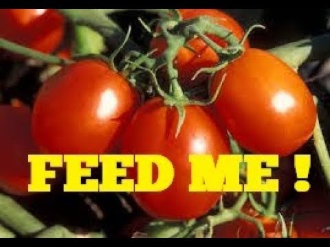 Kada turėčiau pradėti tręšti pomidorus?